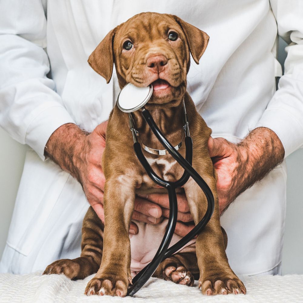 Adorable puppy with vet