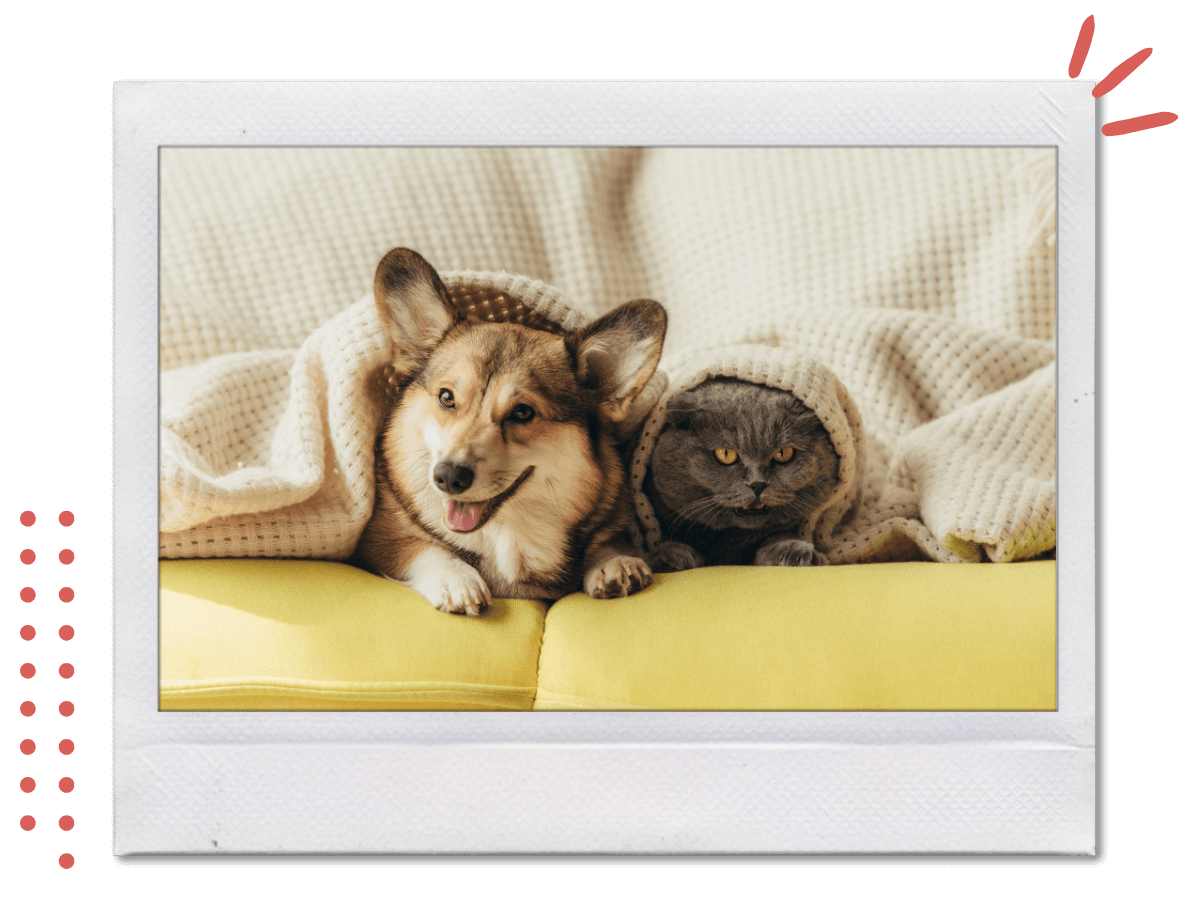 dog and a cat peacefully sitting together