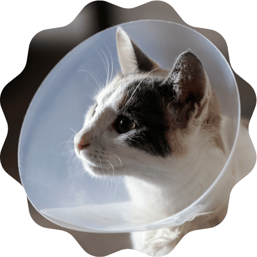 A cat wearing a cone around its head