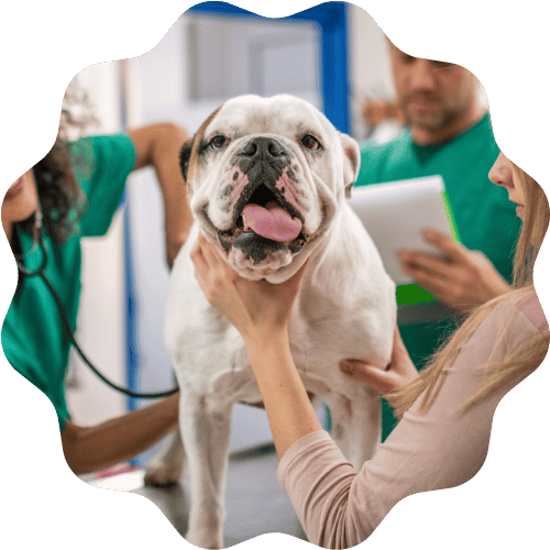 A veterinarian examines a dog as its owner holds the dog's head