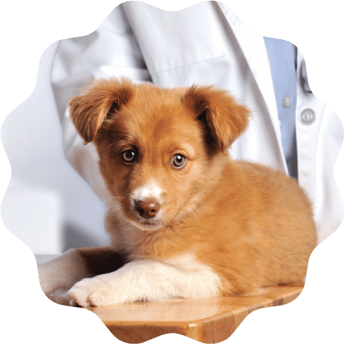 A puppy sits on a table beside a doctor