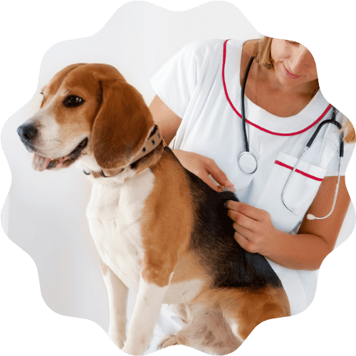 A woman is inspecting a dog at a veterinary clinic