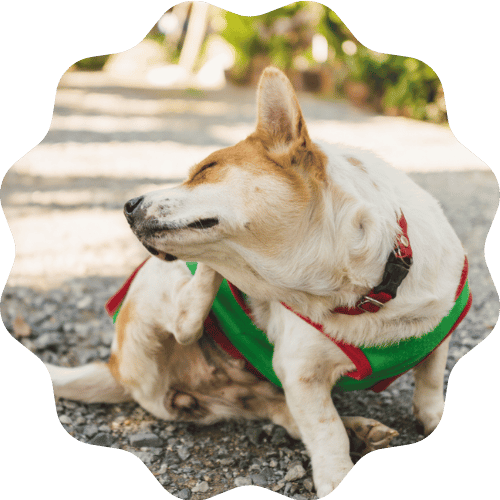 A dog dressed in a green and red vest