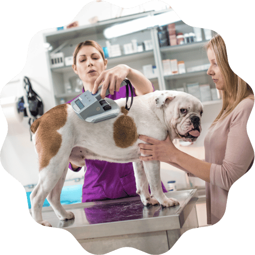 A woman gently grooms a dog in a veterinary office