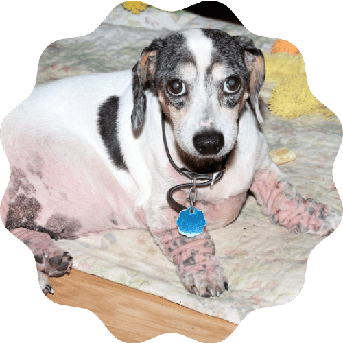 A black and white-faced dog sits comfortably on a cozy blanket