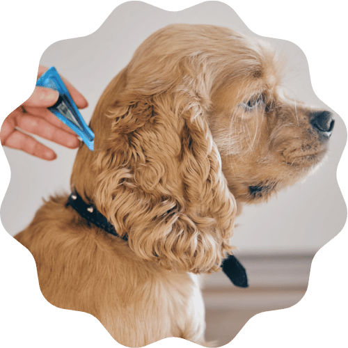 A person gently brushes the fur of a dog