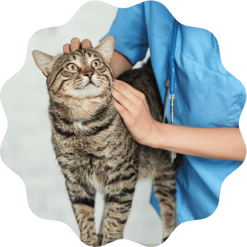 A woman in a blue shirt gently pets a cat