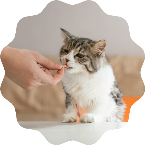 A person gently feeds a cat a piece of food