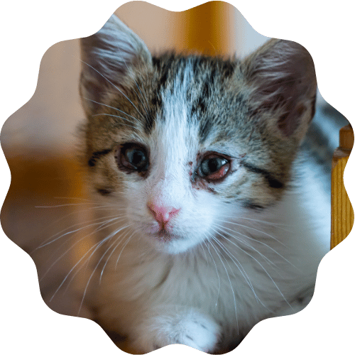 A charming kitten perches on a wooden floor