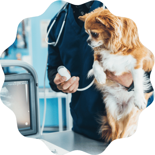 A veterinarian examines a dog