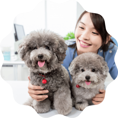 A woman in an office holds two small dogs