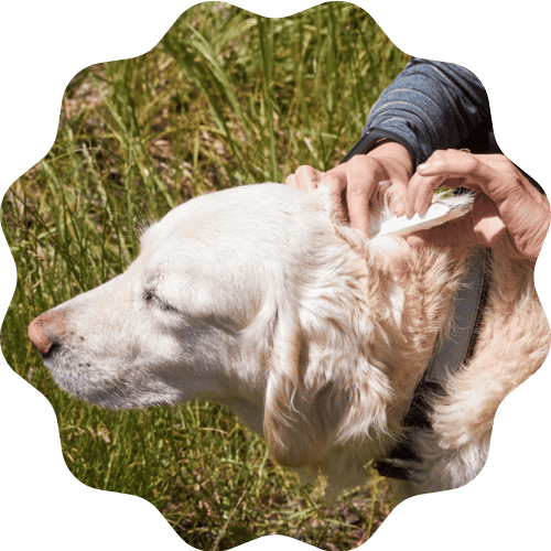 A person interacting with a dog in the grass