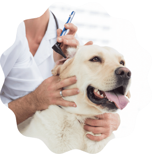 A veterinarian examines a dog ear