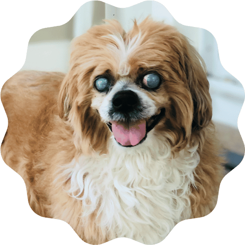 A dog with captivating blue eyes poses on a wooden floor