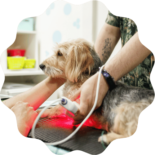 A veterinarian examines a dog on the examination table