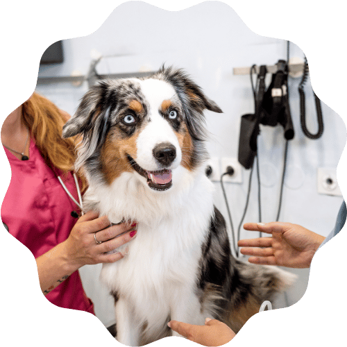 A woman embraces her dog in a veterinary clinic